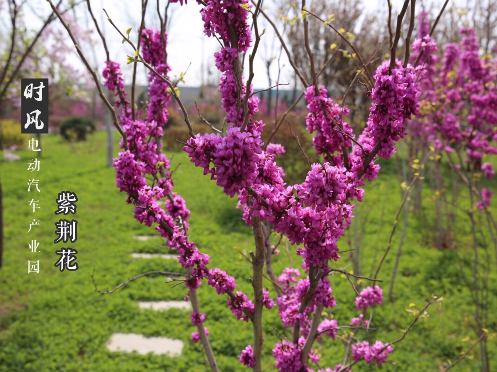 壹号娱乐电动产业园紫；